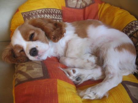 Lola